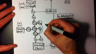 Easy Coagulation Cascade 2 of 2  A little more detail [upl. by Sahpec610]