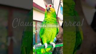 El rorrito platicando parrot loro birds loros talkingparrot viralvideo parati [upl. by Assi]