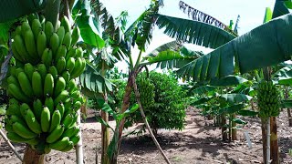 How to Start a Successful Banana Farm Business in 2024  Planting Pruning Mulching Harvesting etc [upl. by Felten548]