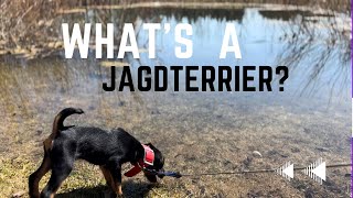 What is a Jagdterrier [upl. by Dlaniger]