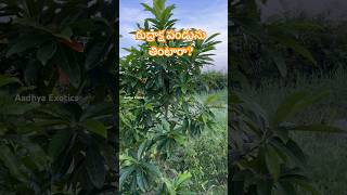 రుద్రాక్ష పండును తినొచ్చా   Elaeocarpus Ganitrus  Edible Rudraksha  9290909559 [upl. by Ecinna481]