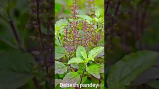 badha nibaran maa tulsi totka [upl. by Idak210]