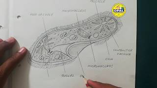 OPALs DiagramParamecium [upl. by Gilbert]