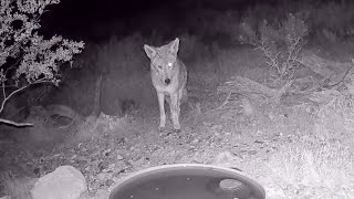 Old Blind Arthritic Coyote Finds Water [upl. by Sachsse]