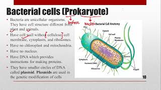 CELLS  IGCSE Biology igcse biology cells prasannalc [upl. by Mercorr747]