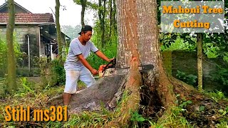 What happened after this 100 year old mahogany tree was cut down [upl. by Enilada594]