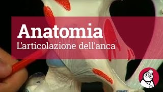 Anatomia Larticolazione dellanca [upl. by Nodnerb]