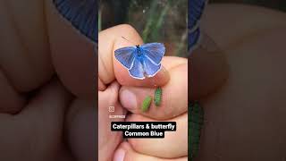 Common Blue Butterfly  Polyommatus icarus [upl. by Pulcheria507]