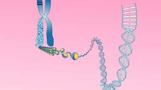 Animation 252 Structure of a chromosome [upl. by Airamzul]