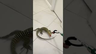 Pet Monitor Lizard🦎 quincemonitor watermonitor treemonitor monitorlizard lizard reptiles [upl. by Hnacogn]