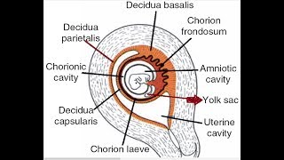 What is a yolk sac in pregnancy [upl. by Kristine]