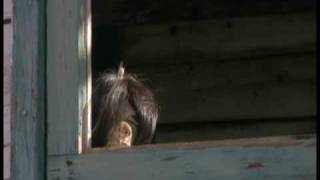 JIVARO INDIANS SHRUNKEN HEAD SCAREY VIDEO [upl. by Airdnahc]