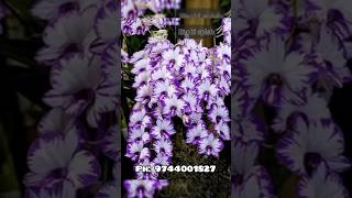 Compactum orchid seedlings 4 colour combo [upl. by Merrel]