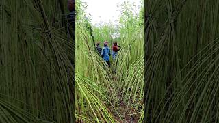 Making PATH for Bringing Harvested Jute shorts [upl. by Asserak]