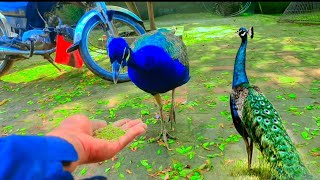 Colorfull peacock feeding in my hand  peafowl feed  mor ki khorak peacockfeeding mor [upl. by Enyaj]