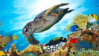 Beautiful Relaxing Music Underwater Tropical fish Coral reefs Sea Turtles in 4k by Tim Janis [upl. by Airreis]