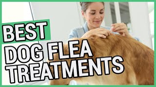 Best Flea Treatment For Dogs  5 Best Dog Flea Treatments 2021 🐶 ✅ [upl. by Oeak]