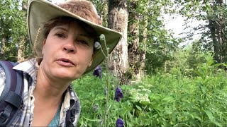 Poison Monkshood Wildernessgma49 wildernesssurvival survivalskills nature [upl. by Damek751]