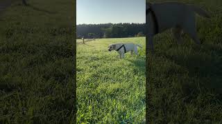 morning walks through the long grass dog music labrador nature animals beautiful love shorts [upl. by Laing]