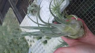 Tillandsia Nursery in Germany [upl. by Araeic]