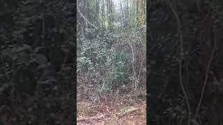 Monkeys Seen Escaping South Carolina Research Facility [upl. by Atwater]