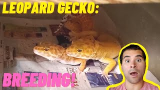 Breeding Leopard Geckos for Beginners Step by Step  How to Breed Leopard Geckos 2021 [upl. by Gardol]