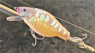 Mirror Carp CrankBait  One Day Build to Catch [upl. by Euqnomod122]