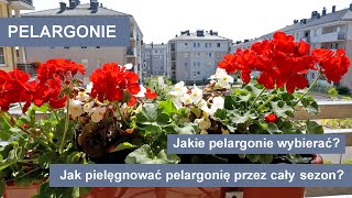 Pelargonie  Jak uprawiać pelargonie przez cały sezon Kwiaty na balkon i taras [upl. by Wieren]