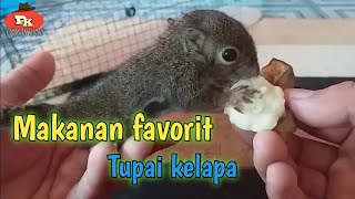 Makanan favorit tupai kelapa atau bajing [upl. by Loggins]