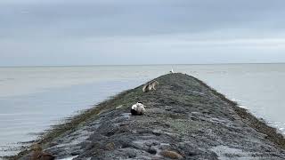 High Tide Wadden Sea  20230101 [upl. by Aitekram]