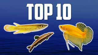 10 Top Dwelling Fish for Your Aquarium [upl. by Drannel]