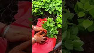 Beautiful hydrangea seedling 👍 harvest gardeing agriculture hydrangea gardening garden video [upl. by Eibbor66]