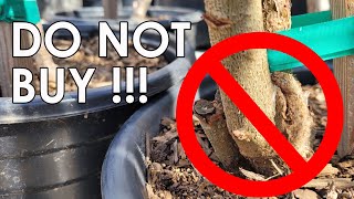 DO NOT BUY This Fruit Tree  How to Correctly Choose Fruit Trees Based on Root stock Graft Union [upl. by Lonni241]