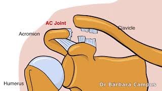 Acromioclavicular joint Stabilization [upl. by Gowon]