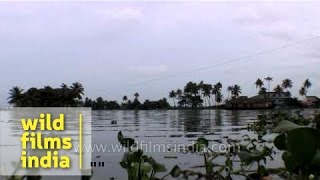 Water Hyacinth seen on Vembanad Lake  India [upl. by Chadwick203]