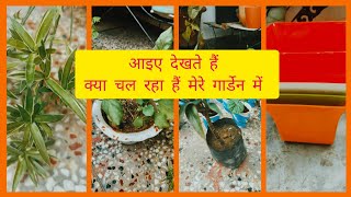 my gardening update aaie dekhte hain kya chal raha hai mere garden mein आइए जानते हैं की क्या चल है [upl. by Netta254]