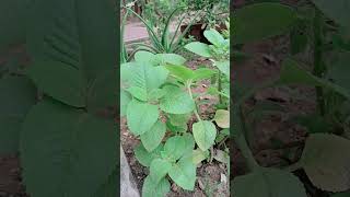 अजवाइन का पौधा🏝🏝ajwainajwainplantvideoviralshortvideo gardeningbenifts of ajwain plant ☺️☺️ [upl. by Haland548]