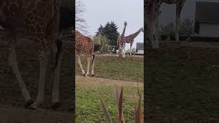 ZooParc de Beauval Zoo near Tours in France animals acquarium Birds Show Seal Show 2024 [upl. by Aynos]