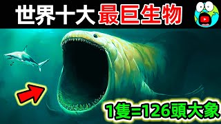 世界上最大的10種動物！巨齒鯊排第4，藍鯨只排第2，第一名重達38萬公斤，堪比126頭大象。地球十大 世界之最top 世界之最 地球之最 腦洞大開 top10 最大動物 [upl. by Nayb]