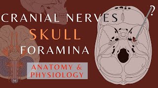 Skull Foramina and Cranial Nerves  Easy Quick Review Anatomy amp Physiology  cranialnerves shorts [upl. by Kato892]