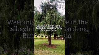 Weeping Willow tree in the Lalbagh Botanical Gardens Bangalore India [upl. by Collette]