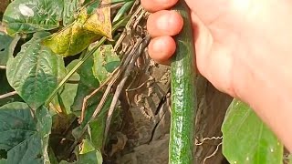 chichinda Ko tarkari recipe food snakegourd homemade cooking yummy vegetables [upl. by Iveson]