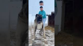 Part 3 most dangerous😨 dog breed in the world dangerousdogbreeds dogs doglover viraldogsvideos [upl. by Bruner961]