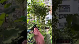 Harvesting fresh cowpea growing organically in terrace garden [upl. by Kerin]