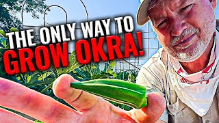 Growing Okra  Best Tips [upl. by Nail]