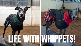 Life with Whippets [upl. by Henleigh656]