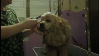 Cocker Spaniel grooming part 2 [upl. by Aihn]