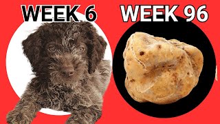 Lagotto 96 weeks of Truffle Training in 26 Minutes [upl. by Lamphere743]