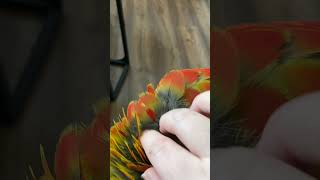 What is a pin feathers bird parrots birds macawparrot pinfeather [upl. by Yrelbmik]