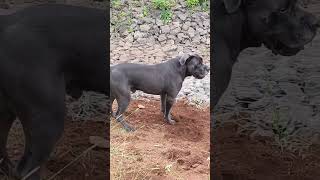 Zeus relaxinggetting dirty 😁 cc canecorso [upl. by Noired]